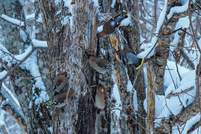 Snowshoe Adventures and Onsen Bliss Winter Escape in Furano - Morning powder or a headlamp walk