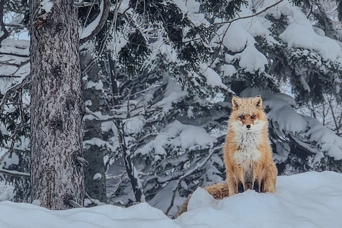 Snowshoe Adventures and Onsen Bliss Winter Escape in Furano - Snowshoeing through Daisetsuzan National Park
