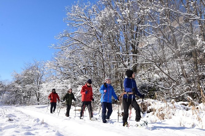 Snowshoe Hike Tour from Sapporo include hotel p/up & drop off - Two hours in the quiet woods