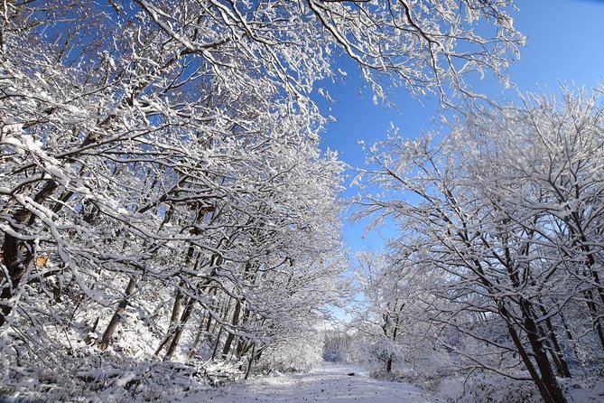 Snowshoe Hike Tour from Sapporo include hotel p/up & drop off - Tea, snacks, and a little winter fun