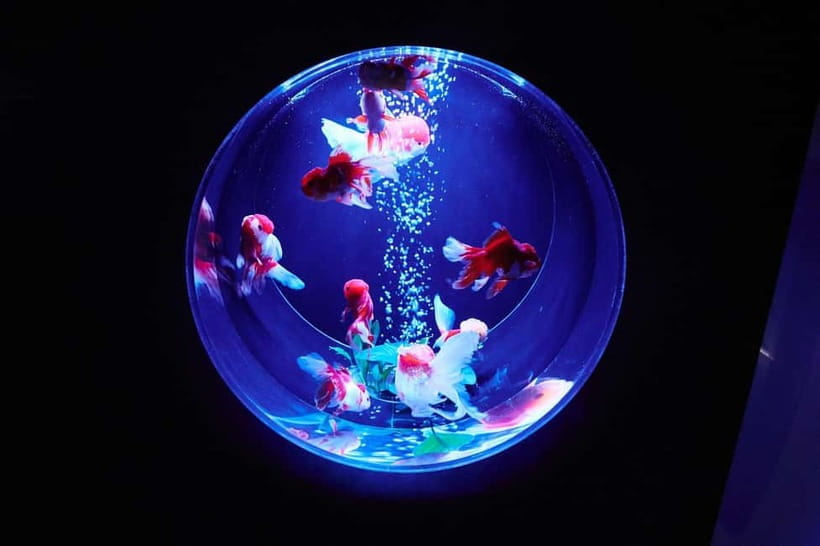 Tokyo: Art Aquarium Museum GINZA Entry Ticket - Goldfish, color, and the old Edo pastime