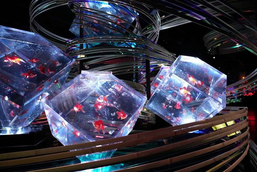Tokyo: Art Aquarium Museum GINZA Entry Ticket - The ninth floor at Ginza Mitsukoshi