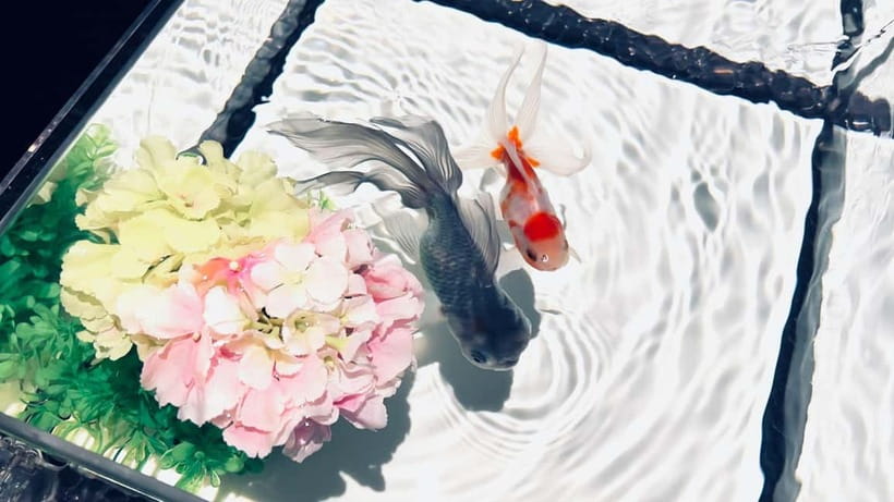 Tokyo: Art Aquarium Museum GINZA Entry Ticket - Practical timing for a Ginza day