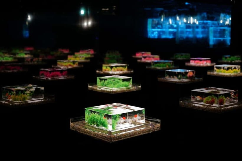 Tokyo: Art Aquarium Museum GINZA Entry Ticket - A compact route through the displays