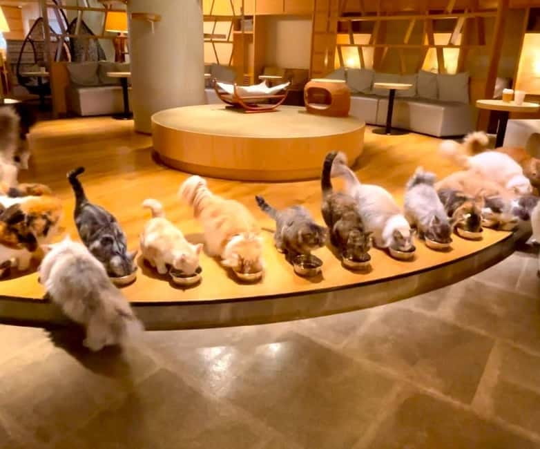 Tokyo: Gotokuji Cat Temple, Shinjuku Cat Cafe & 3D Cat Tour - Why this cat tour works in a city as big as Tokyo