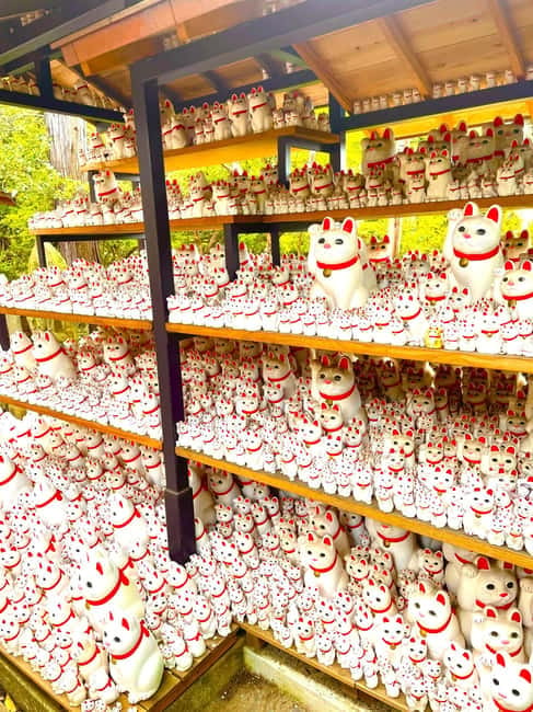 Tokyo: Gotokuji Cat Temple, Shinjuku Cat Cafe & 3D Cat Tour - Thirty minutes at Cat Cafe Mocha Lounge