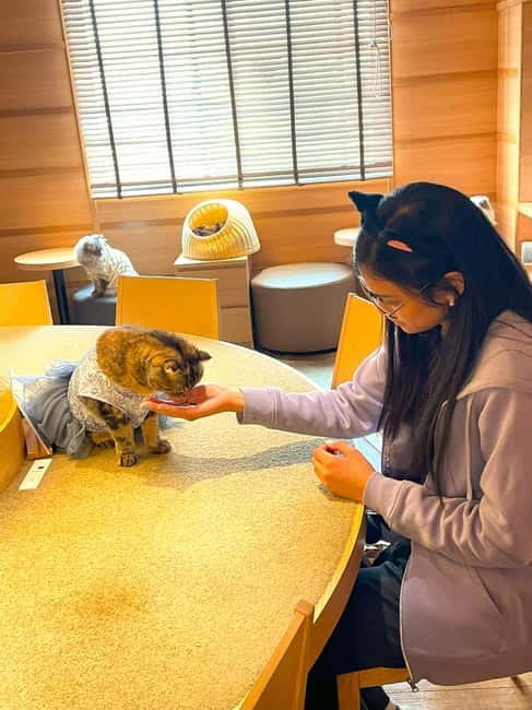 Tokyo: Gotokuji Cat Temple, Shinjuku Cat Cafe & 3D Cat Tour - Starting beneath Shinjuku’s giant 3D cat