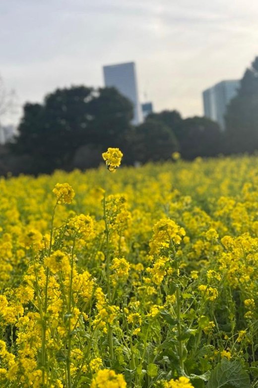 Tokyo: Hama-rikyu Gardens tour with Japanese Tea & Sweets - Timing, walking, and practical planning