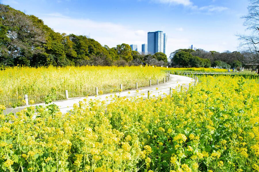 Tokyo: Hama-rikyu Gardens tour with Japanese Tea & Sweets - Reading the Karesansui dry garden