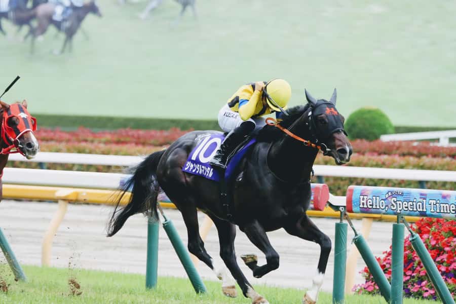 Tokyo: Horse Racing Tour with Local Fan - Why Tokyo horse racing makes a good local outing