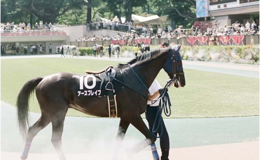 Tokyo: Horse Racing Tour with Local Fan - Food, drinks, and the social side of the course
