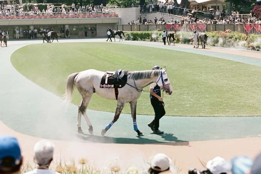 Tokyo: Horse Racing Tour with Local Fan - Who will enjoy this, and who may not
