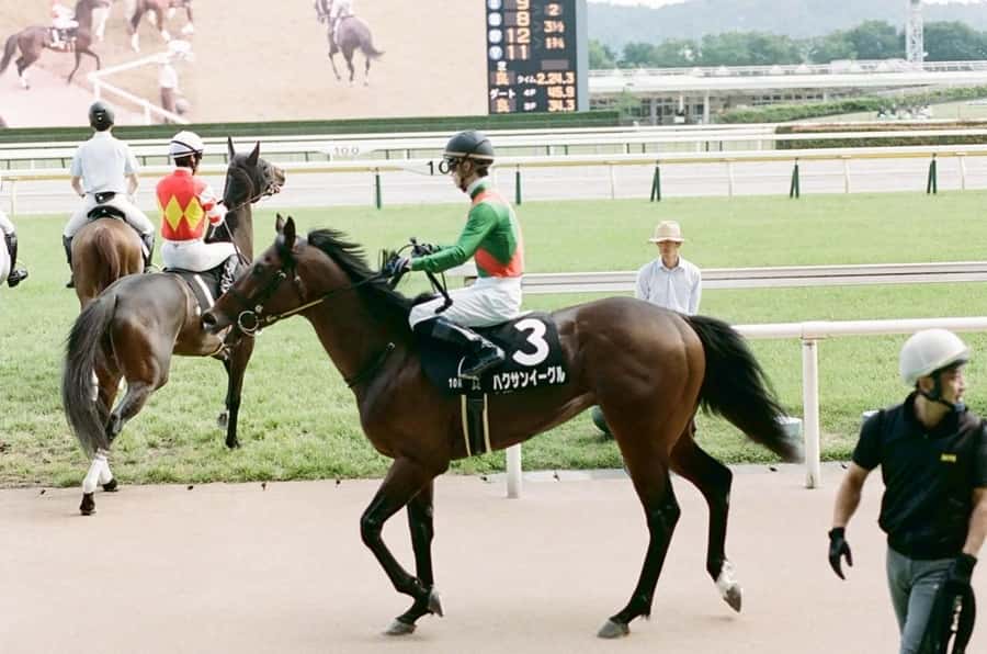 Tokyo: Horse Racing Tour with Local Fan - Should you book this Tokyo horse racing tour?