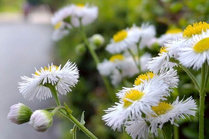 Tokyo: Imperial Palace and Shogun Historical Walking Tour - Ninomaru Garden and the quieter side of Tokyo