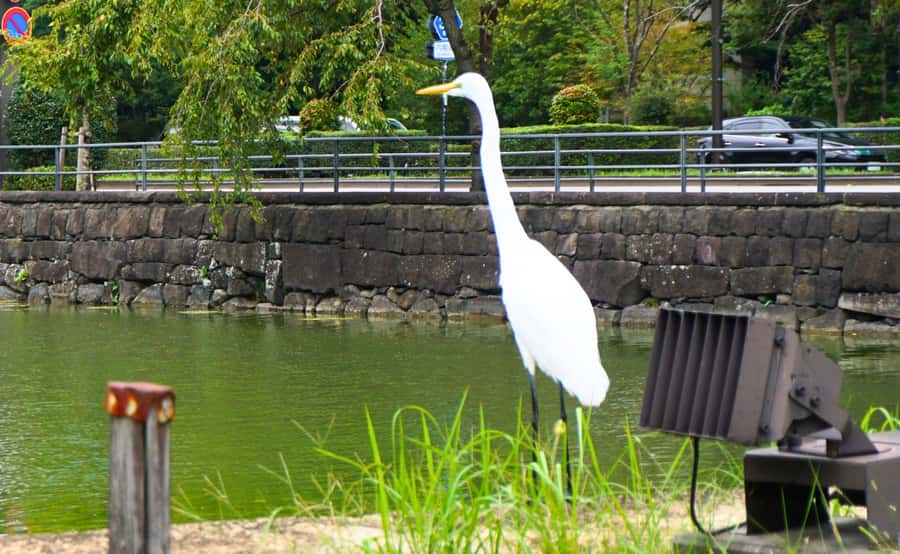 Tokyo: Imperial Palace Japanese History Walking Tour - Heat, rain, and walking conditions