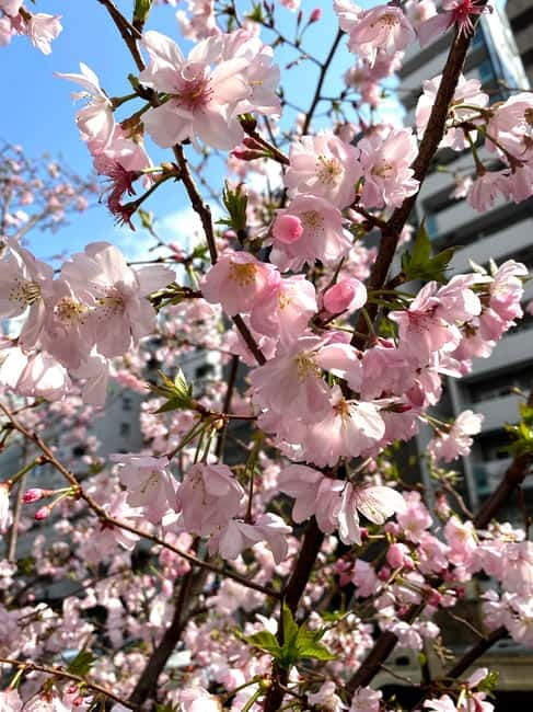 Tokyo: Local Foodie Adventure near Roppongi - Meeting at Azabujuban Station Exit 4