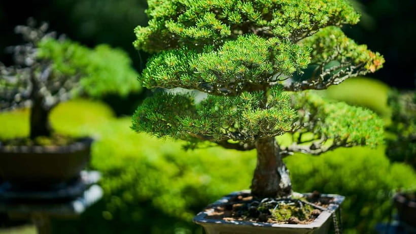 Tokyo: Meiji Shrine Walking Tour — Shinto & Imperial System - Who will enjoy this walk most