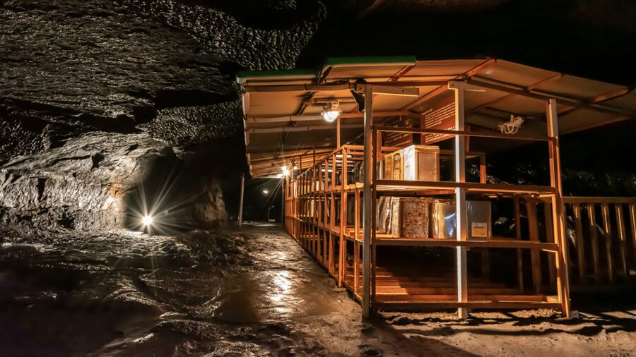 Tokyo: Mt. Fuji Hidden Gems and Aokigahara Forest Tour - Key points before you book