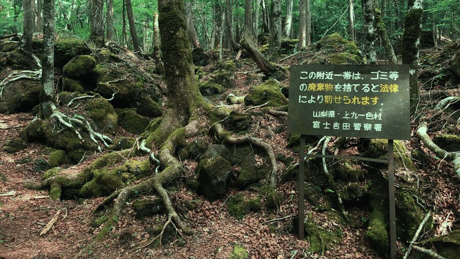 Tokyo: Mt. Fuji Hidden Gems and Aokigahara Forest Tour - What this $577 private day really gives you
