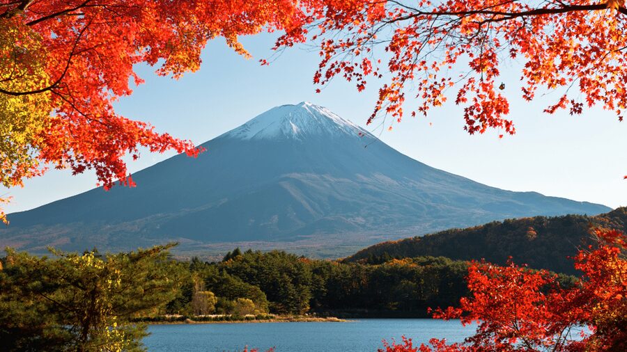 Tokyo: Mt. Fuji Hidden Gems and Aokigahara Forest Tour - Saiko Nenba-hama, a slower hour beside Lake Saiko