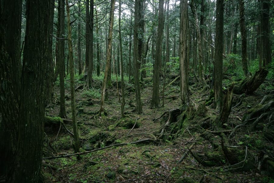 Tokyo: Mt. Fuji Hidden Gems and Aokigahara Forest Tour - Narusawa Ice Cave, a volcanic tube with real limitations