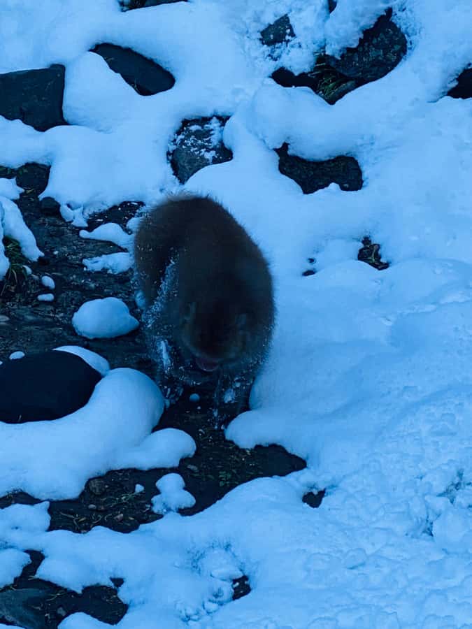 Tokyo/Nagano: private Tour with Snow Monkey Park & Temples - Jigokudani Snow Monkey Park and the famous hot springs