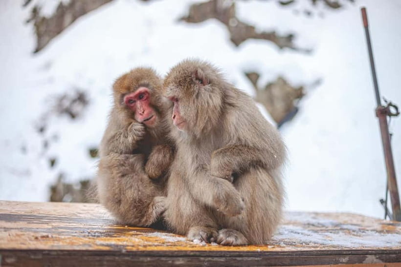 Tokyo: Nagano Snow Monkeys and Zenkoji Tour with Temples - Shibu Onsen is scenic, but not a full bathing visit