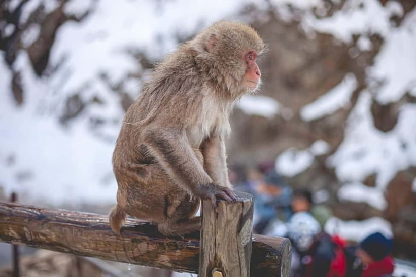 Tokyo: Nagano Snow Monkeys and Zenkoji Tour with Temples - Zenko-ji Temple gives the day a spiritual center