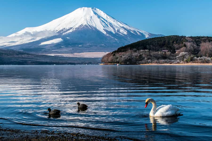 Tokyo: Private Mount Fuji Tour with Pickup and Drop-Off - Lake Kawaguchi and Oishi Park