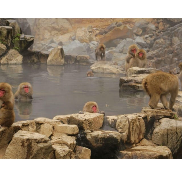 Tokyo: Snow Monkey & Nagano Customiseable Private Day Tour - Key points to know before booking
