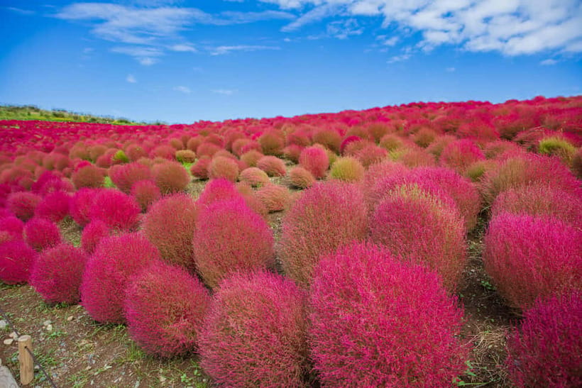 Tokyo: Spring Hitachi Seaside & Ashikaga Flower Park Tour - Should you book this flower tour?