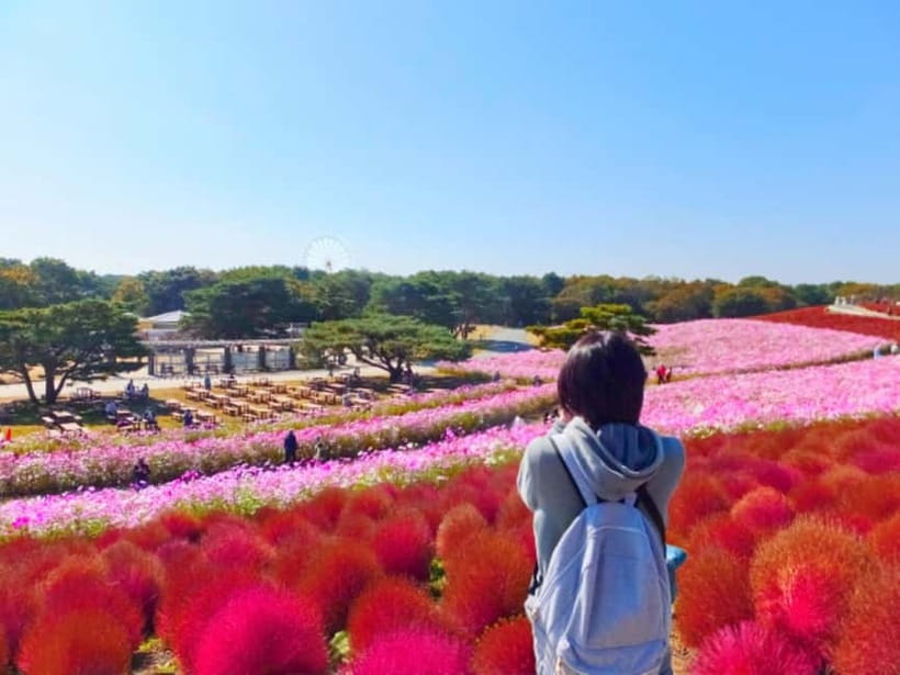 Tokyo: Spring Hitachi Seaside & Ashikaga Flower Park Tour - Why this spring day trip works from Tokyo
