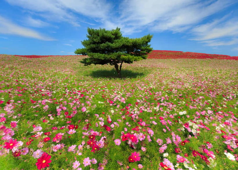 Tokyo: Spring Hitachi Seaside & Ashikaga Flower Park Tour - What the coach day feels like