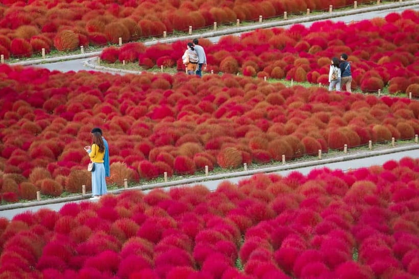 Tokyo: Spring Hitachi Seaside & Ashikaga Flower Park Tour - Is $98 good value?