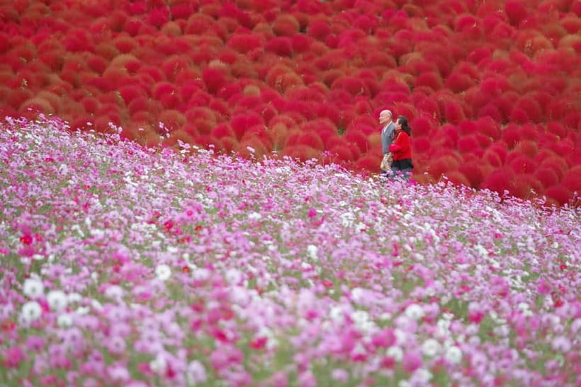 Tokyo: Spring Hitachi Seaside & Ashikaga Flower Park Tour - Smart ways to prepare for the day