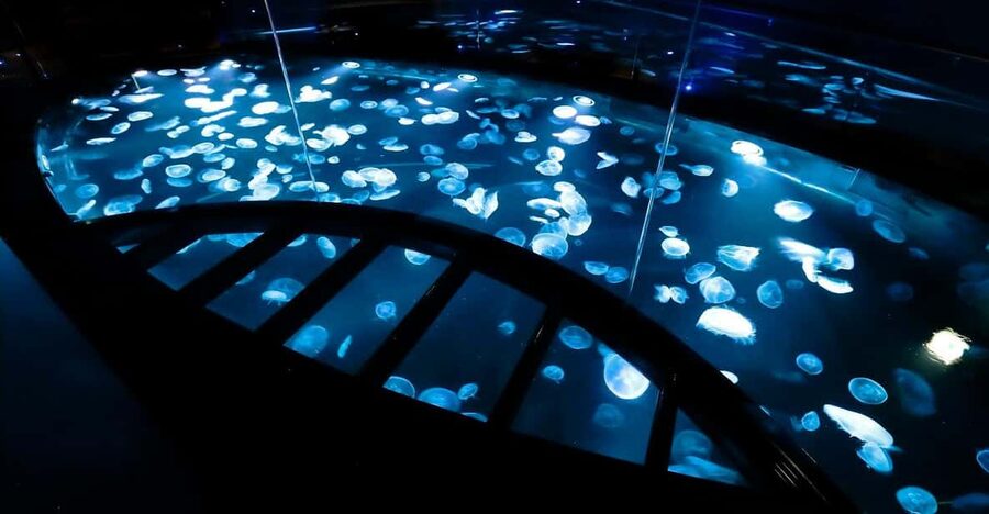 Tokyo: Sumida Aquarium Entry Ticket - Why the chairs matter