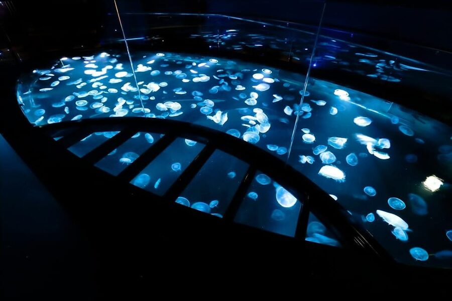 Tokyo: Sumida Aquarium Entry Ticket - What you can see and how to spend your time