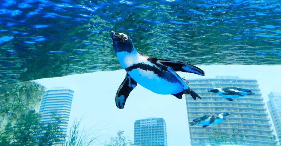 Tokyo: Sunshine Aquarium Entry Ticket - A rooftop aquarium in the middle of Tokyo