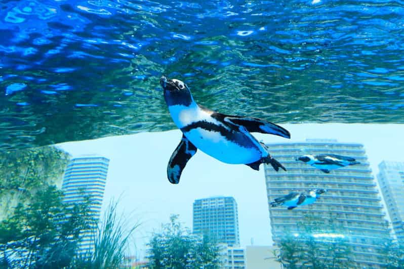 Tokyo: Sunshine Aquarium Entry Ticket - What your visit includes