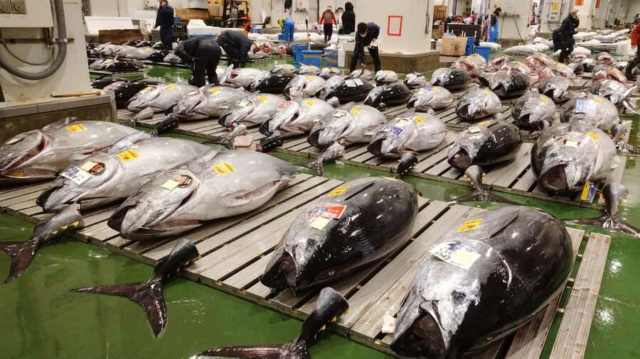 Tokyo: Toyosu Tuna Auction &Tsukiji Market Gourmet Adventure - Key points to know before booking