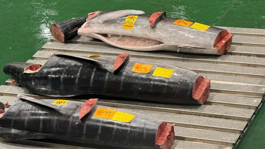 Tokyo: Toyosu Tuna Auction &Tsukiji Market Gourmet Adventure - Why the Toyosu tuna auction is worth seeing