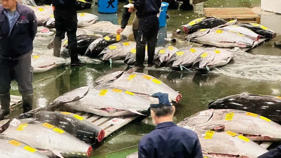 Tokyo: Toyosu Tuna Auction &Tsukiji Market Gourmet Adventure - 5:00 to 6:30 AM, reading the auction floor