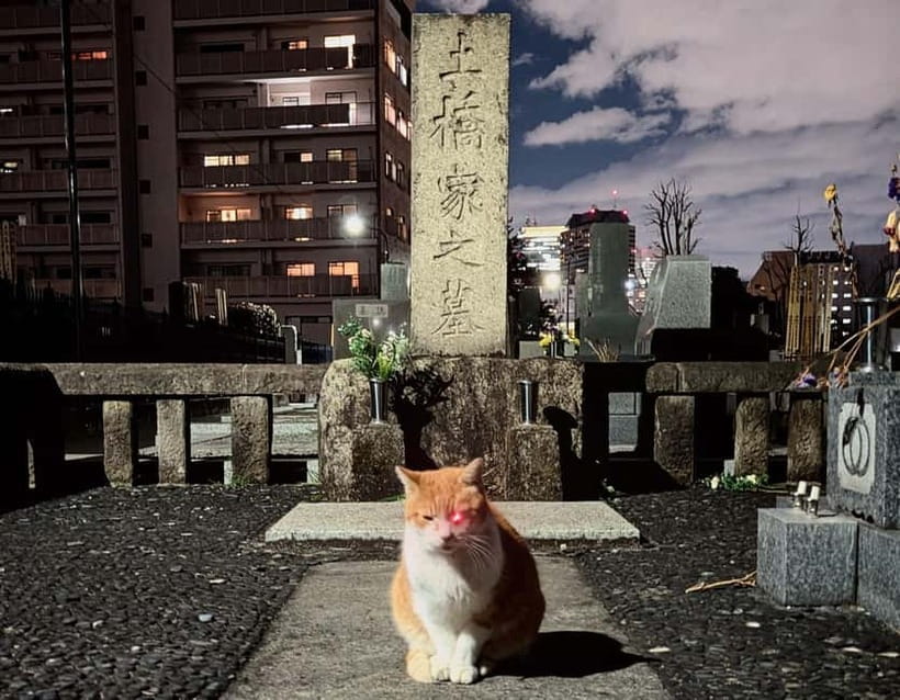 Tokyo: True Crime And Ghost Stories Tour - Kabukicho and Golden Gai: Tokyo after dark