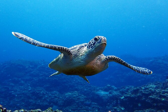 Turtle Snorkeling in Ishigaki - Fluent English! Small Group! - Starting at Yonehara Beach around 7:30 a.m.
