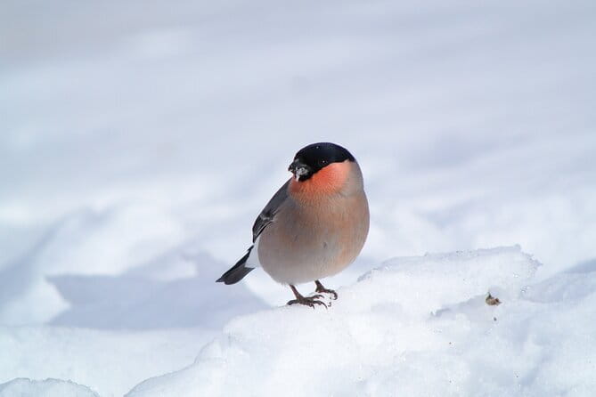 Wild Bird Sanctuary Forest Guided Tour in Nagano - Guides who bring the forest to life