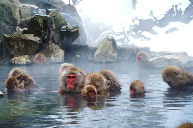 Wild Bird Sanctuary Forest Guided Tour in Nagano - Weather, seasons, and what to bring