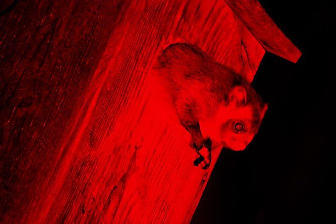Wild Japanese Flying Squirrel Watching Tour in Nagano - Why this squirrel watch is different