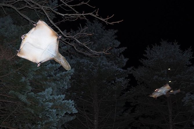 Wild Japanese Flying Squirrel Watching Tour in Nagano - One quiet hour in the Hoshino Area