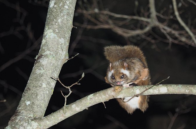 Wild Japanese Flying Squirrel Watching Tour in Nagano - Binoculars make a real difference