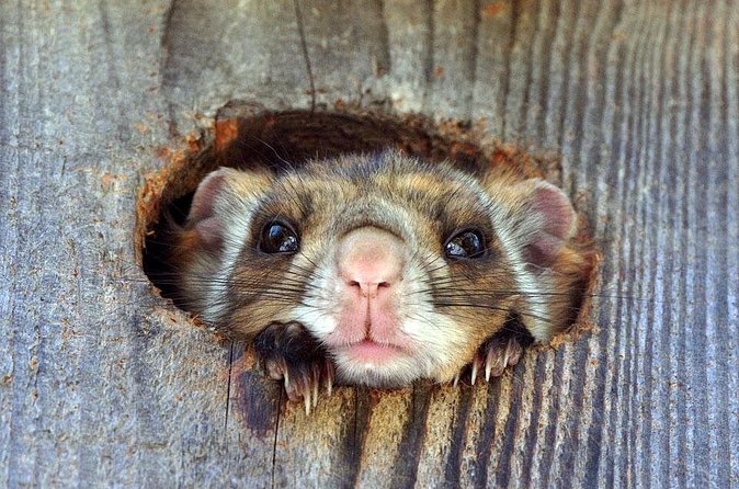 Wild Japanese Flying Squirrel Watching Tour in Nagano - How the $28.69 price holds up